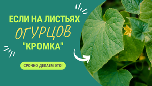 УВИДЕЛИ ТАКОЕ НА ЛИСТЯХ ОГУРЦОВ? СРОЧНО СДЕЛАЙТЕ…