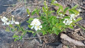 Экзохорда Лотус Мун. Екзохорда Лотус Мун.Exochorda macrantha Lotus Moon Pearlbush