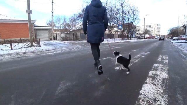 ПЕРВАЯ ПРОГУЛКА С ЩЕНКОМ | БОРДЕР КОЛЛИ ЧЕРРИ смотреть онлайн