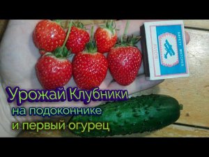 Сбор клубники клери на подоконнике. Первый огурец