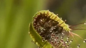 Росянка растение хищник