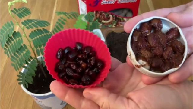 Як виростити ТАМАРИНД з насіння смотреть онлайн