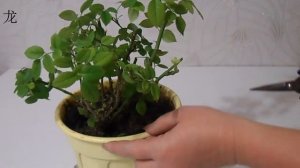 Уход за комнатной розой : готовимся к зимовке. Цветоводство с Оксаной Валерьевной.