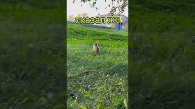 карликовый кролик смотреть онлайн