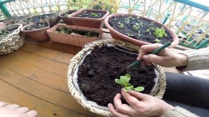 Высаживаем петунью в открытый грунт