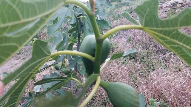 Что такое бреба на инжире смотреть онлайн