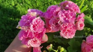 СРОЧНО ВНЕСИ в ГЕРАНЬ и даже самый чахлый куст оживет, позеленеет и вмиг зацветет