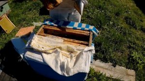 Пчелы в улье весной .  Обработка от клеща .  Когда расширять гнездо.  .2020 год.