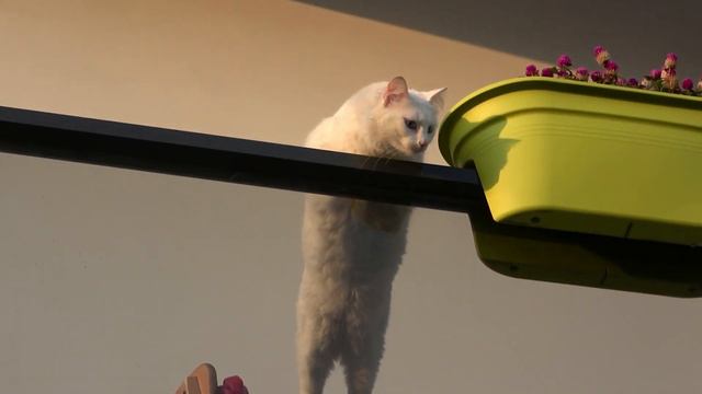 Turkish Angora Cat 101 - Learn ALL About Them!