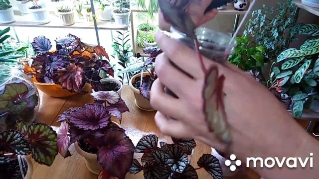 Комнатные цветы. Омолаживание   декоративно- лиственной бегонии.