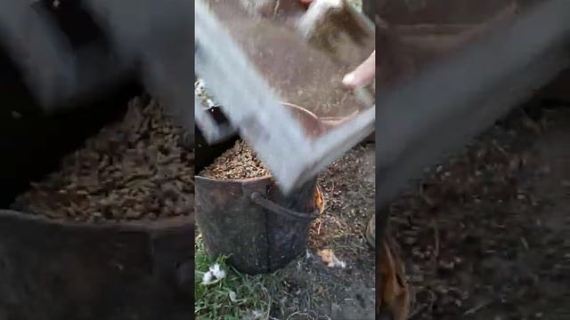 Сажка на пшенице смотреть онлайн