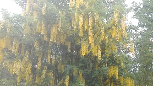 Жёлтое чудо смотреть онлайн