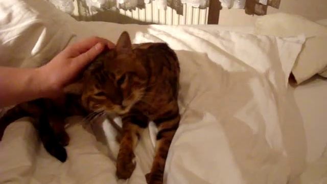 агрессивность бенгальского кота. Bengal cat