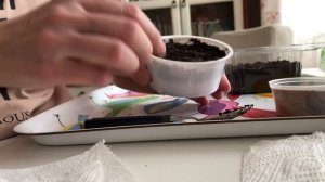 Посев астры. Самый простой способ. Астра зацветет в июне!