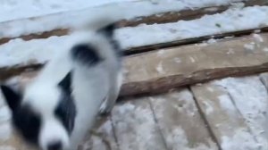 Как сделать из милого щенка лайки настоящую охотничью собаку ч.1