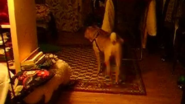 Тайсон ворчит смотреть онлайн