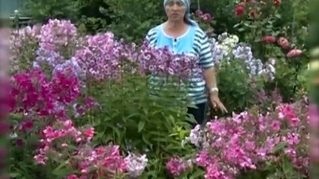Уход за флоксами. Подкормки. Как из черенка за сезон вырастить флокс смотреть онлайн