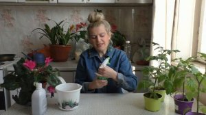 Внекорневая подкормка рассады томатов