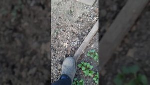 Как бороться с медведкой.