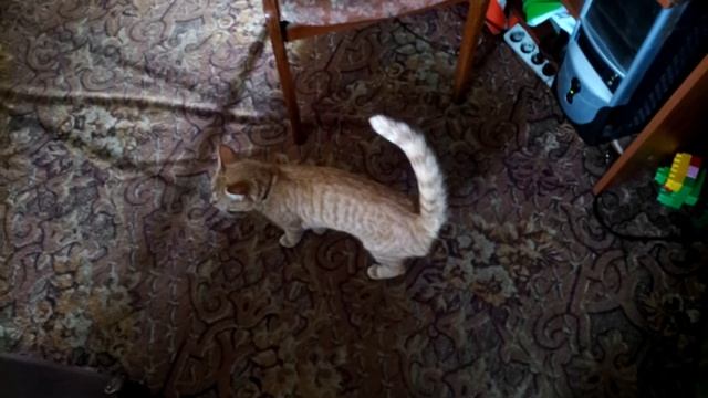 Как определить что кошка гуляет/Что делать Кошка хочет кота/Течка у кошек/Cats estrus смотреть онлайн