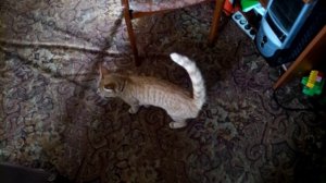 Как определить что кошка гуляет/Что делать Кошка хочет кота/Течка у кошек/Cats estrus