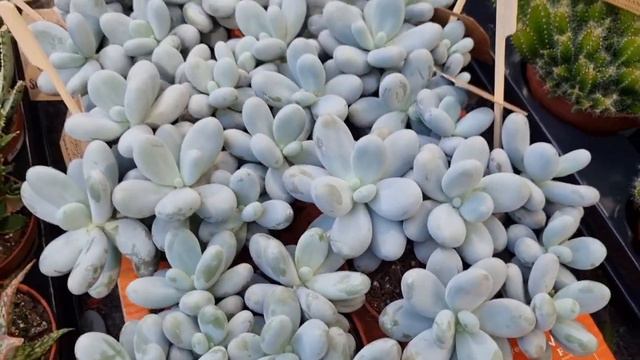 Quick Stop at Le Lann Garden Centre #gardencentre #succulentlover #bordeaux #zone9 смотреть онлайн