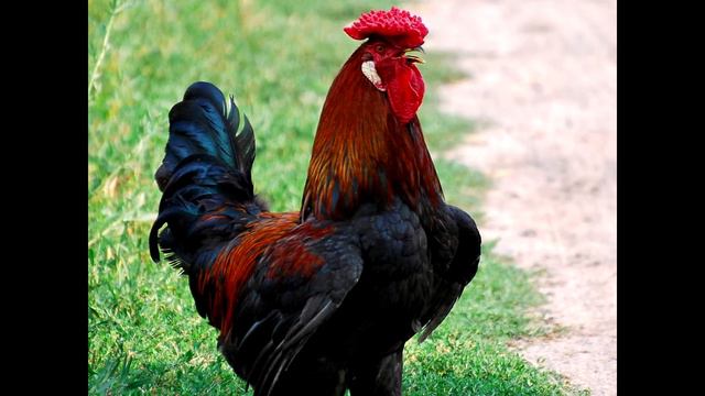 ЧТО БУДЕТ, ЕСЛИ УКУСИТ ДОТЕР? смотреть онлайн