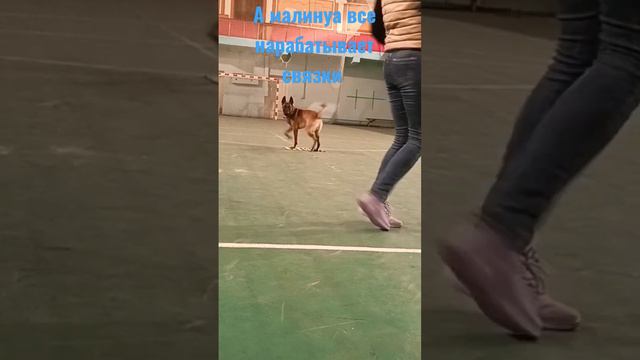 #малинуа #дрессировка #бельгийскаяовчарка #shots #тео