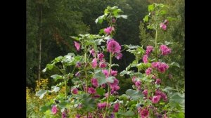 ПРОСВИРНИК или МАЛЬВА (MALVA) сем. Мальвовые