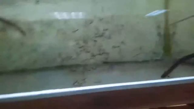 Каламоихты завтракают смотреть онлайн