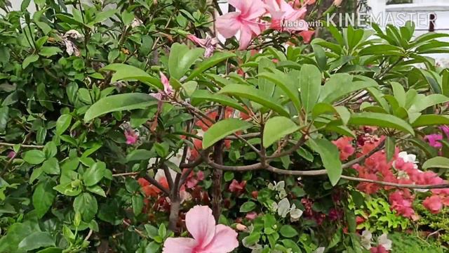 #summer heat tolrent plantlist#summer floweering plants without any care # less water plants смотреть онлайн