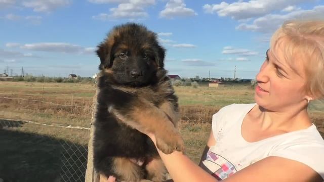 Щенки длинношерстной немецкой овчарки. Puppies long-haired German Shepherd.
