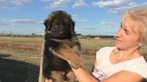 Щенки длинношерстной немецкой овчарки. Puppies long-haired German Shepherd.