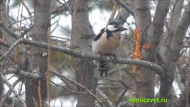 ?? Большой Пёстрый Дятел в весеннем лесу. Дикая природа смотреть онлайн