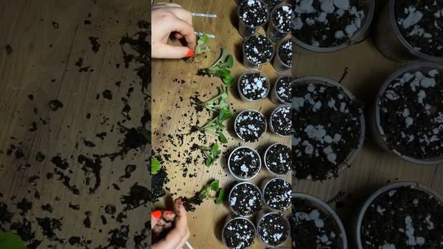 Отсаживаем деток фиалки смотреть онлайн