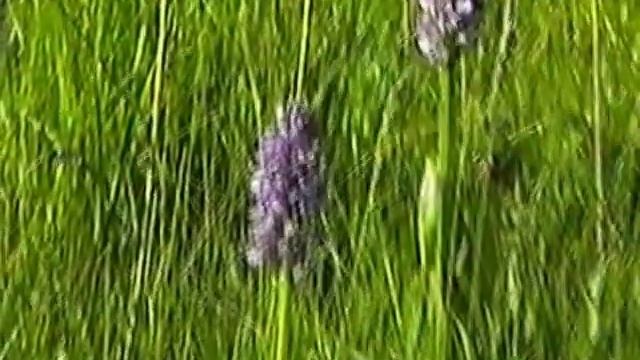 Заповедник Воронинский.История создания. смотреть онлайн