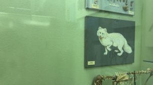 СКЕЛЕТЫ ДРЕВНИХ ЖИВОТНЫХ…