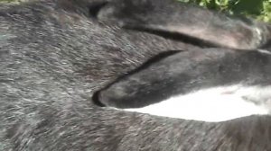 Как узнать что крольчиха беременна.