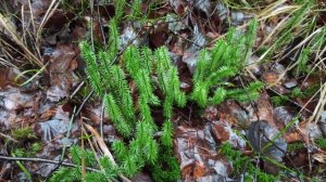 Плаун булавовидный (01.01.2021).Lycopodium clavatum L.