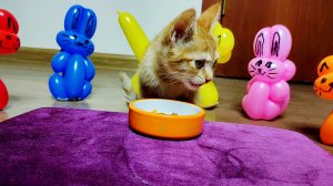 Котенок Мия обедает в компании игрушек из воздушных шаров.