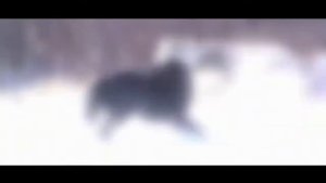 ВОЛК vs ПИТБУЛЬ кто  сильнее ? (СХВАТКА)