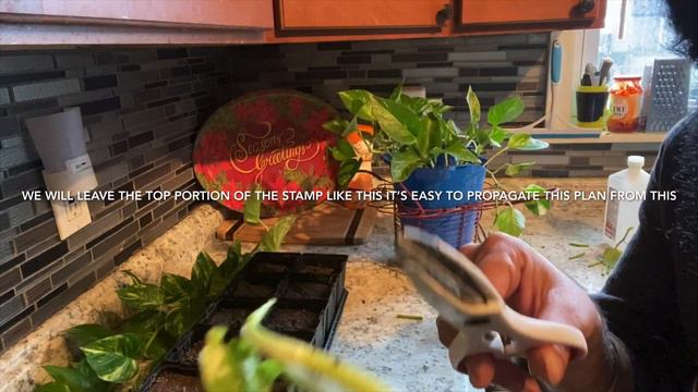 pothos plant propagation ( money plant ) #moneyplant #pothos #indoorplant