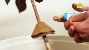 Избавляемся от насекомых НА ДАЧЕ. Уничтожаем тлю, луговых клопов, уховёрток, муравьёв. Дачные советы