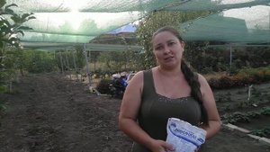 Подготовка земли перед высадкой клубники.