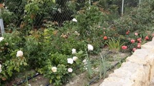 ДОБРО ПОЖАЛОВАТЬ ИЛИ ПОСТОРОННИМ "В, "Цветение роз в питомнике Полины Козловой, rozarium.biz