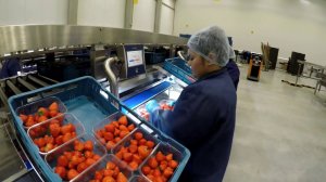 DWС | Оборудование для порционного контроля продукта или набора порции