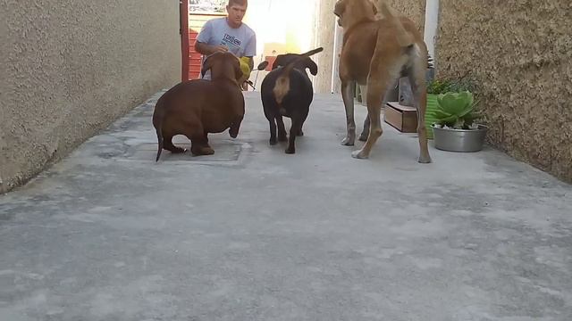 Suculentas nas latas... Opção mais barata, eficiente e bonita que eu conheço 💚 смотреть онлайн