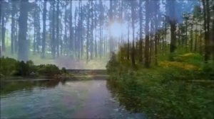 Красивые  Летние  Пейзажи.  Прогулка  в Лес.  Природа  Летом