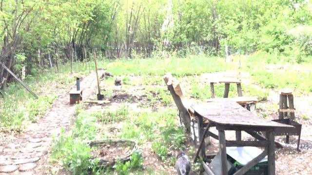 Не пускаю кошку к стаду овец