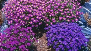 Посадка однолетних цветов на даче